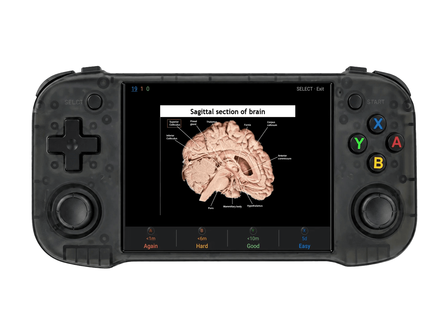 Ankiboy showing a detailed anatomy review card and physical grading controls